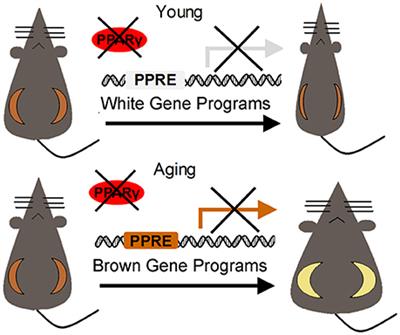 Deciphering the Roles of PPARγ in Adipocytes via Dynamic Change of Transcription Complex